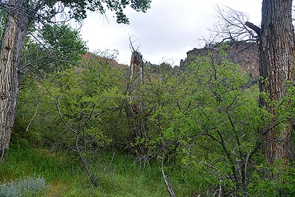 Mesquite Trees, Sycamore Canyon, April 16, 2015